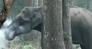 Rauchender Elefant verwirrt Wissenschaftler und die Internetgemeinde