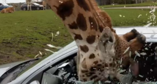 Hoppla! Giraffe steckt Kopf in Autoscheibe